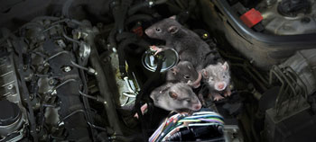 Protect your car from costly damages and safety hazards caused by rats. Learn the 5 signs of a rat infestation and how to prevent it with ultrasound repellent technology.